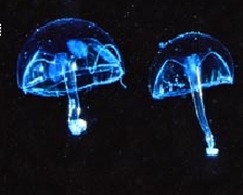 Photo:D. Worbel; Visit his JellyZone site